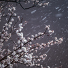 梅と雪