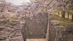 桜と石垣