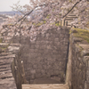 桜と石垣
