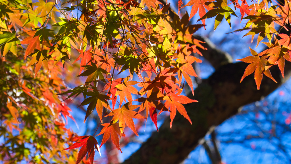 紅葉 & 青空