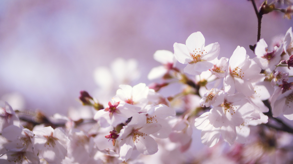 桜 & 陽光