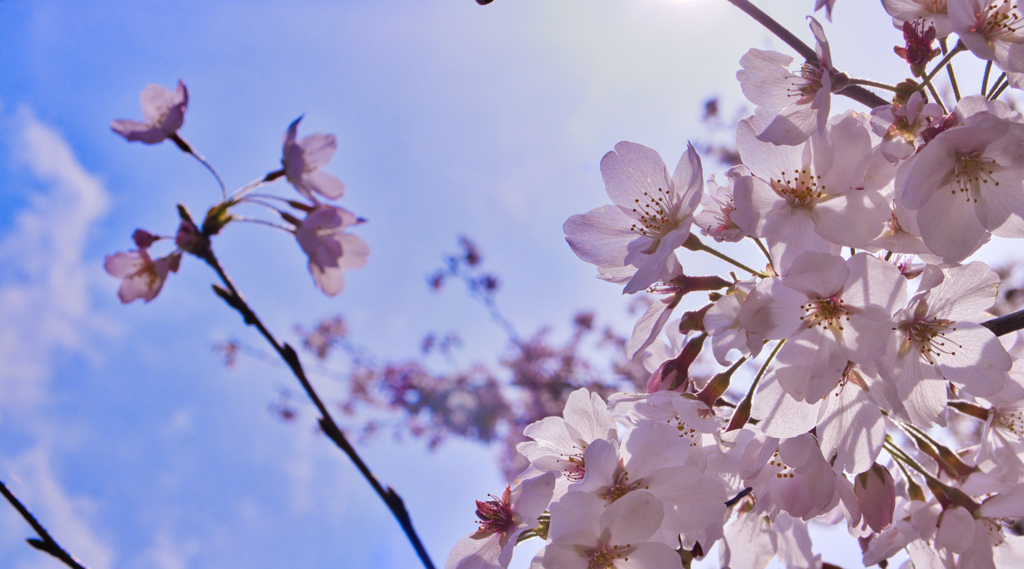 桜 & 青空