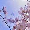 桜 & 青空