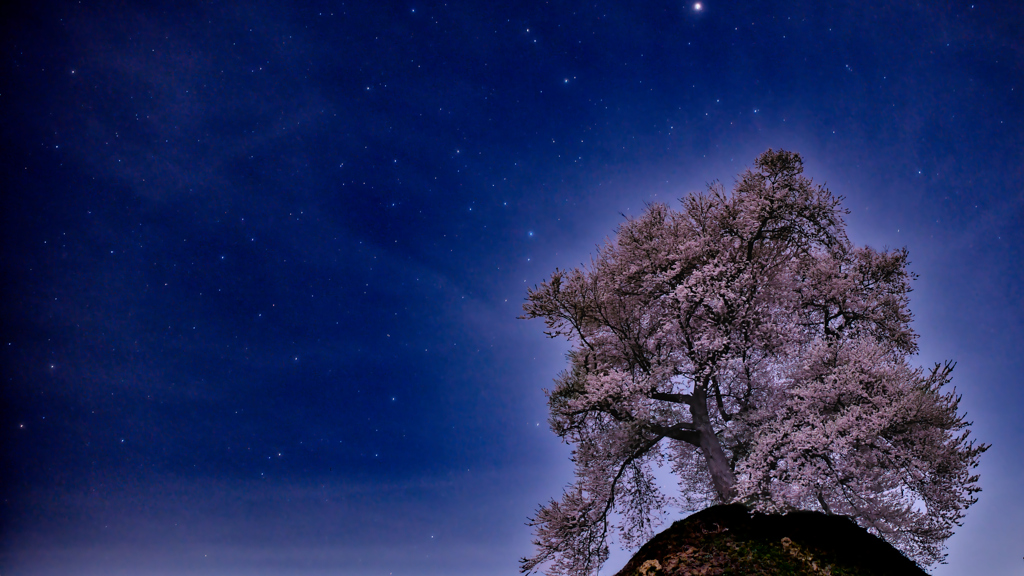 桜と星景