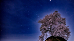 桜と星景