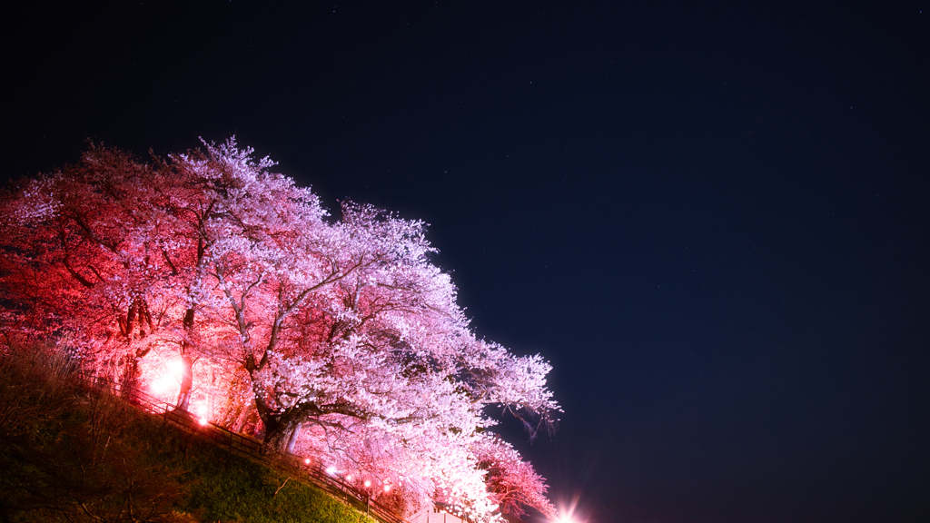 夜桜と星景