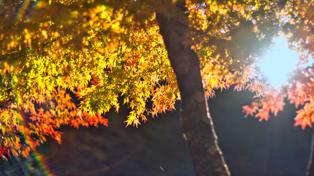 紅葉 & ゴースト