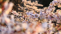 桜 & 夕日