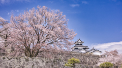 桜と城