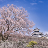 桜と城