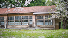 廃校と桜