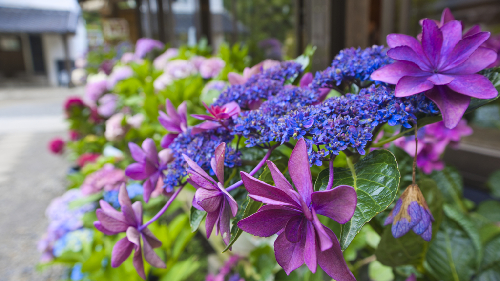 紫陽花 & あじさい屋敷