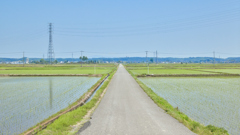道と田んぼ