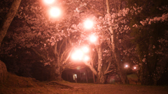 桜と灯火