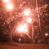 桜と灯火