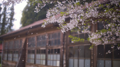 廃校と桜吹雪