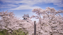 桜と城