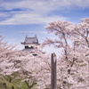桜と城
