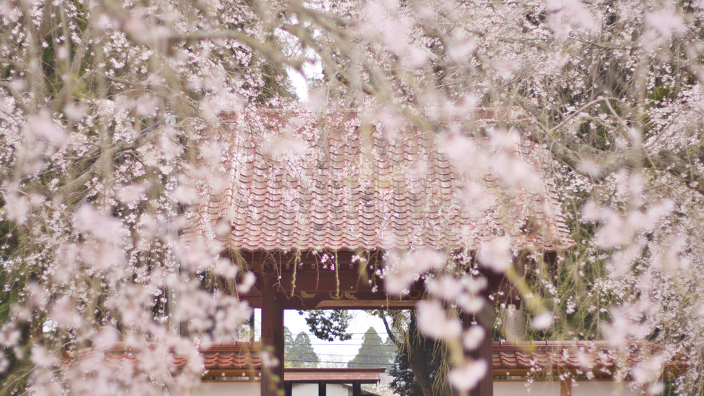 桜 & 門