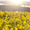 菜の花畑の夕景