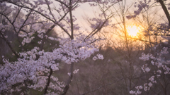 桜の夕景
