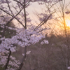 桜の夕景