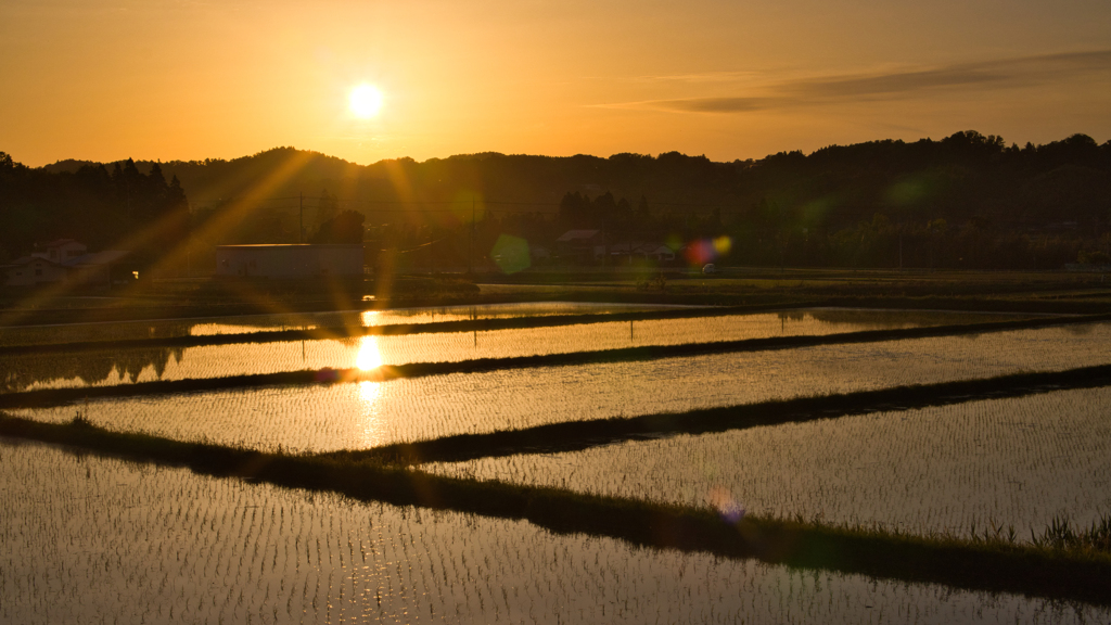 田んぼ & 夕景