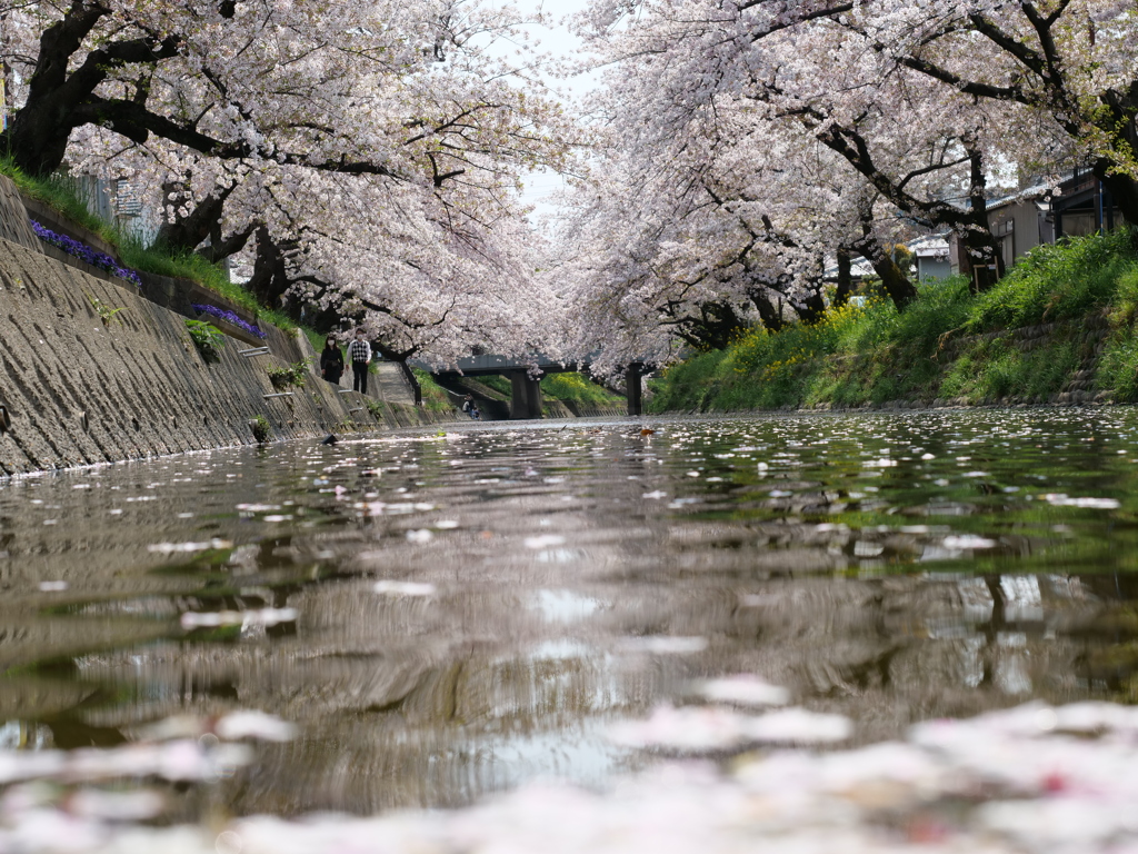 桜が呼んでる…