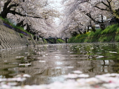 桜が呼んでる…