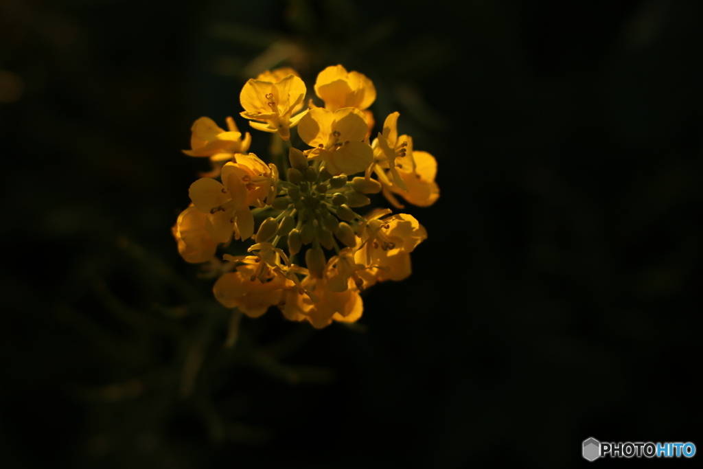 夕陽に照らされて