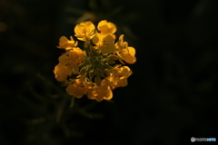 夕陽に照らされて