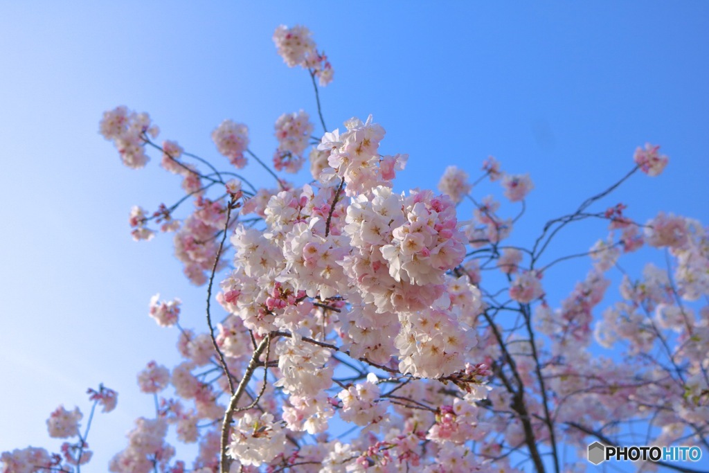 去年を振り返る、桜