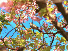 初夏と桜