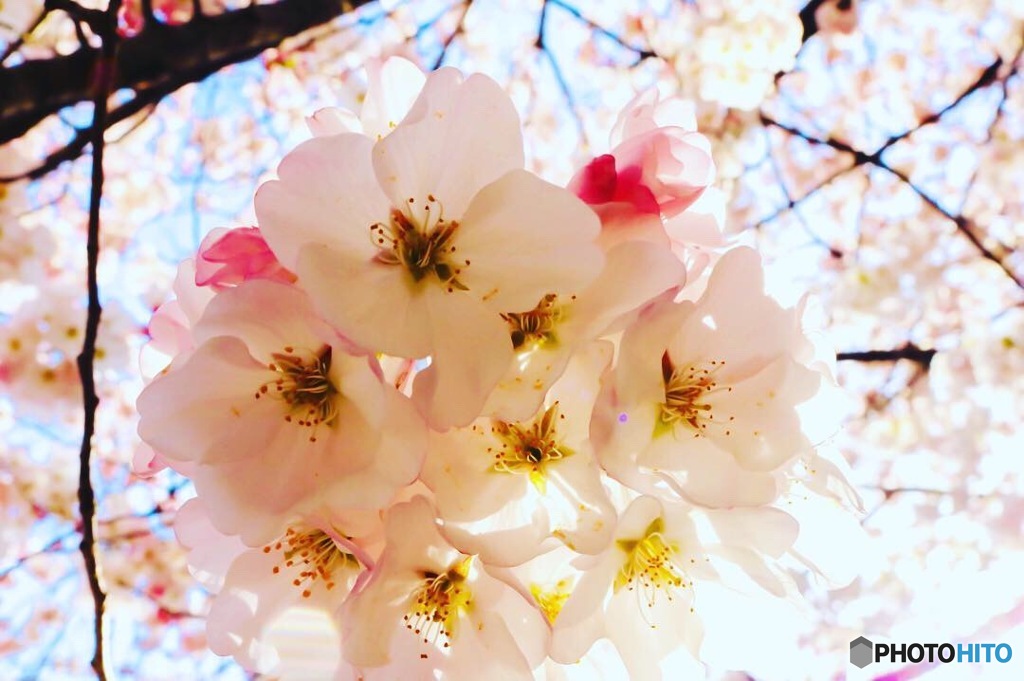 去年を振り返る、桜と木漏れ日