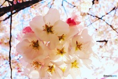 去年を振り返る、桜と木漏れ日