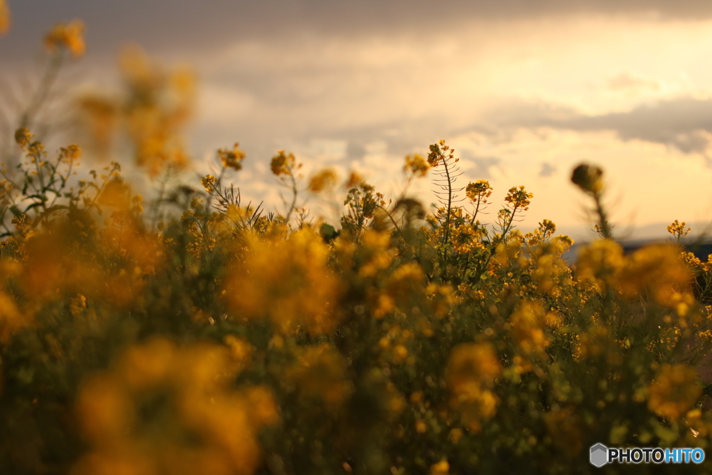 菜の花と黄金色の空