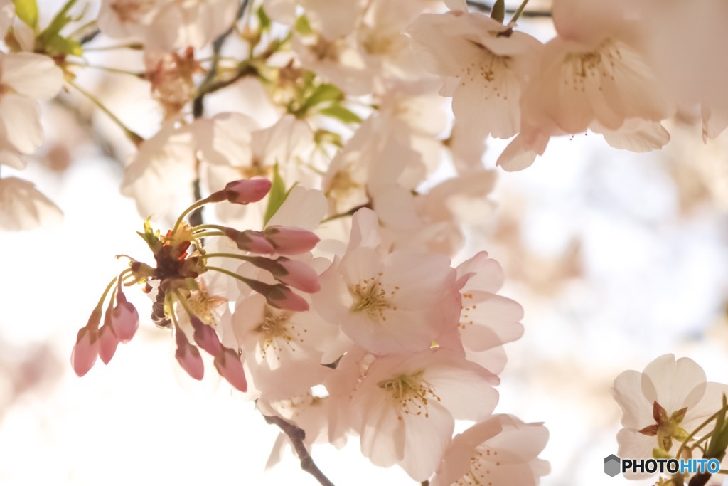去年を振り返る、桜