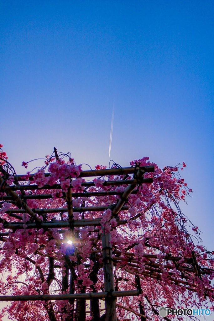 京清水桜と飛行機雲