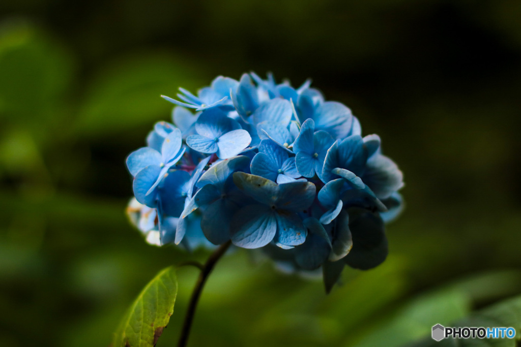 山頂に咲き誇る紫陽花