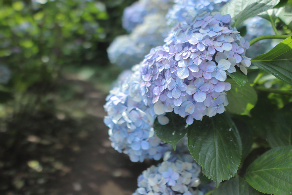 紫陽花
