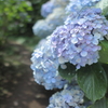 紫陽花