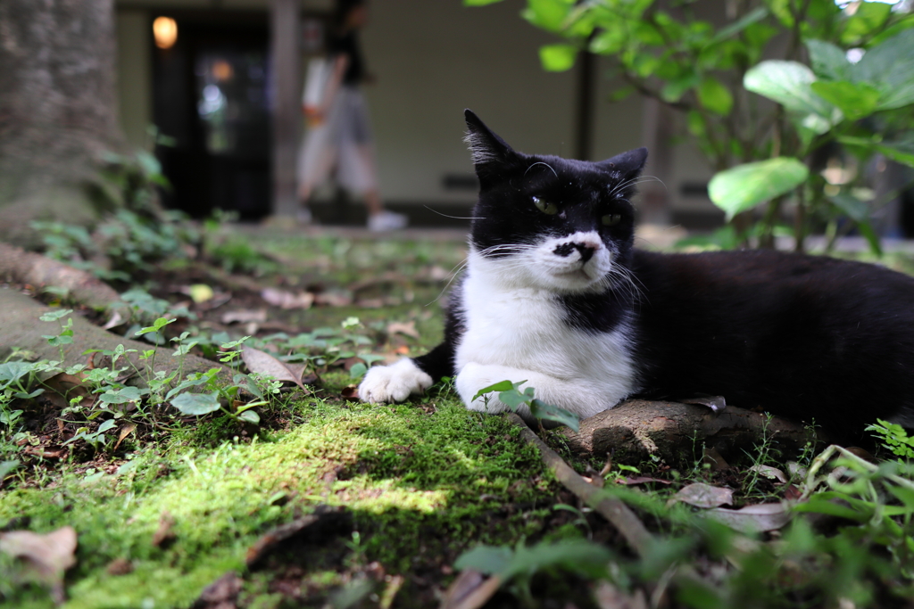 猫