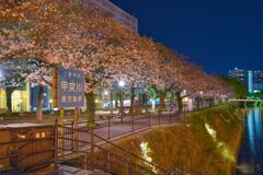 夜桜