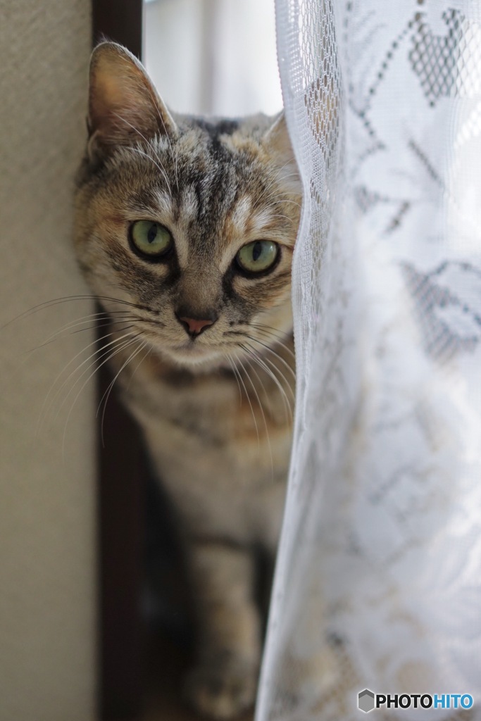 もんじゃ