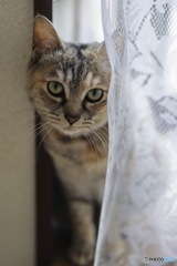 もんじゃ