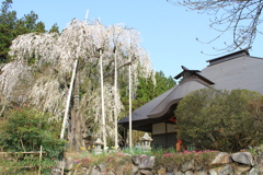 寺に咲くしだれ桜