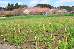 里山の春は爛漫