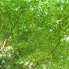 木漏れ日