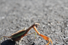 カマキリさん