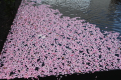 散ってまた集まる